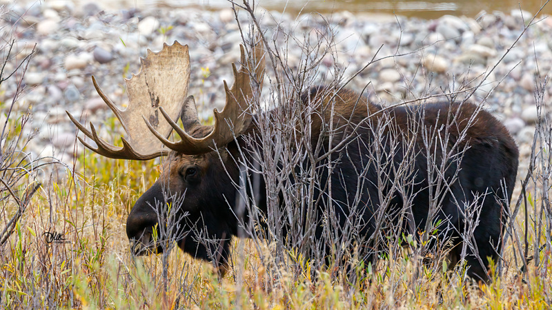 TMAC1728.jpg :: Upscaled with Gigapixel v1.0.2. 3907x2198 => 5079x2857 (1.3x) Model: RecoveryV2, detail: 0.016753375651383684