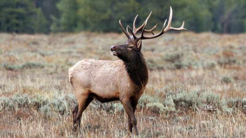 TMAC1816(1).jpg :: Upscaled with Gigapixel v1.0.4. 5214x2933 => 5214x2933 (1x) Model: Low Resolution V2, denoise: 0.656950830078125, sharpen: 0.42900602891938155, decompression: 0.2