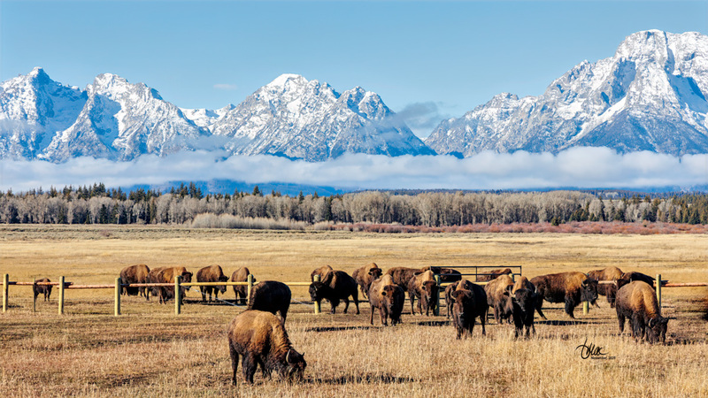 TMAC1825.jpg :: Upscaled with Gigapixel v1.0.2. 5472x3078 => 5472x3078 (1x) Model: Standard V2, denoise: 0.36465891966259767, sharpen: 0.5382101861210842, decompression: 0.0461