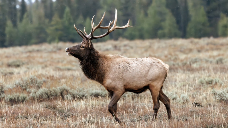 TMAC1826(1).jpg :: Upscaled with Gigapixel v1.0.4. 5987x3368 => 5987x3368 (1x) Model: Low Resolution V2, denoise: 0.638396142578125, sharpen: 0.4276593215753264, decompression: 0.2