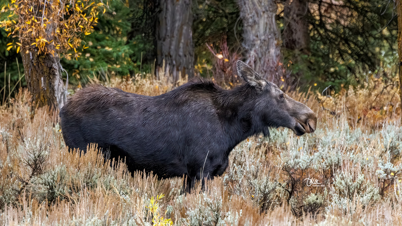 TMAC1937.jpg :: Upscaled with Gigapixel v1.0.2. 3640x2048 => 4732x2662 (1.3x) Model: CGI, denoise: 0.35313265365722657, sharpen: 0.6037092001757812