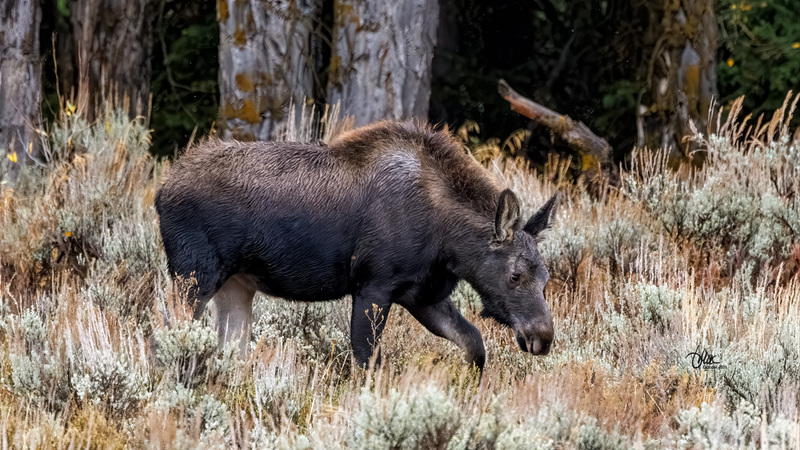 TMAC1943.jpg :: Upscaled with Gigapixel v1.0.2. 3202x1801 => 4162x2341 (1.3x) Model: CGI, denoise: 0.42930452865722657, sharpen: 0.6212873251757812