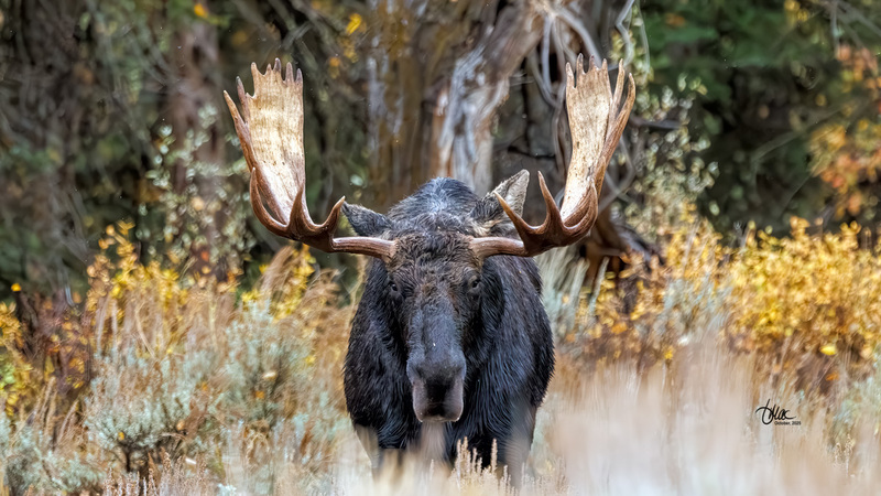 TMAC1959.jpg :: Upscaled with Gigapixel v1.0.2. 3640x2048 => 4732x2662 (1.3x) Model: CGI, denoise: 0.36924593490722657, sharpen: 0.6613263876757812