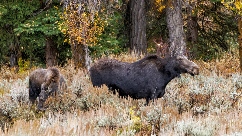 TMAC1971(1).jpg :: Upscaled with Gigapixel v1.0.2. 4912x2763 => 4912x2763 (1x) Model: CGI, denoise: 0.39073030990722657, sharpen: 0.6374006064257812