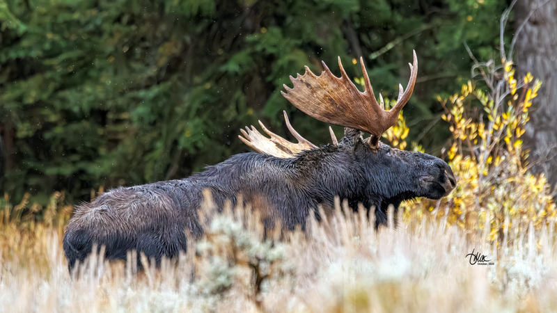 TMAC1981(1).jpg :: Upscaled with Gigapixel v1.0.2. 4264x2399 => 4264x2399 (1x) Model: CGI, denoise: 0.5193924192822266, sharpen: 0.6510724814257812