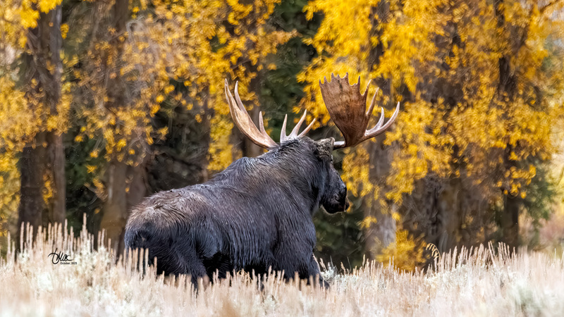 TMAC1990.jpg :: Upscaled with Gigapixel v1.0.2. 3640x2048 => 4732x2662 (1.3x) Model: CGI, denoise: 0.6045974974072266, sharpen: 0.8415021689257812