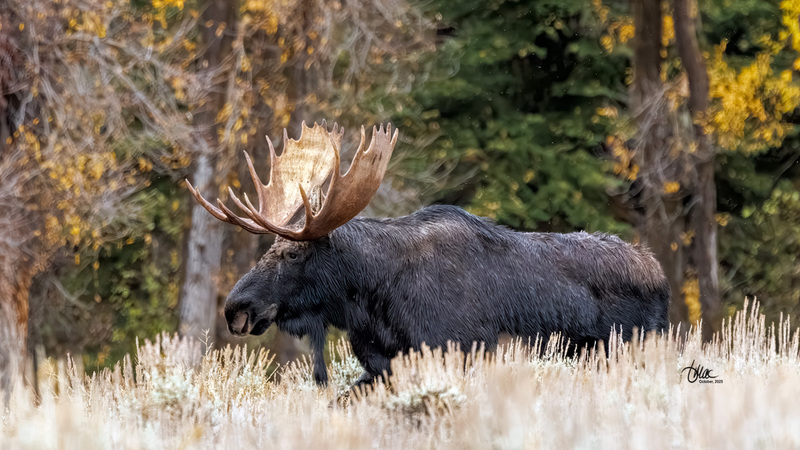 TMAC2000.jpg :: Upscaled with Gigapixel v1.0.2. 3640x2048 => 4732x2662 (1.3x) Model: CGI, denoise: 0.41294710678222657, sharpen: 0.7184552939257812