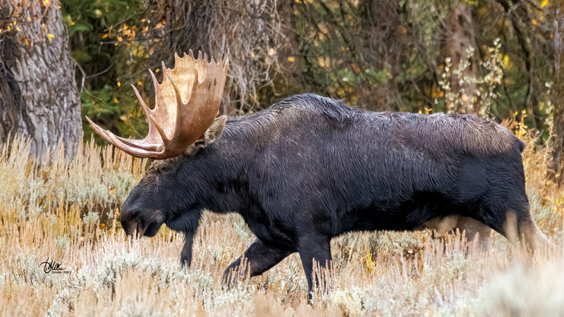 TMAC2016.jpg :: Upscaled with Gigapixel v1.0.2. 3640x2048 => 4732x2662 (1.3x) Model: CGI, denoise: 0.41734163803222657, sharpen: 0.7682599814257812