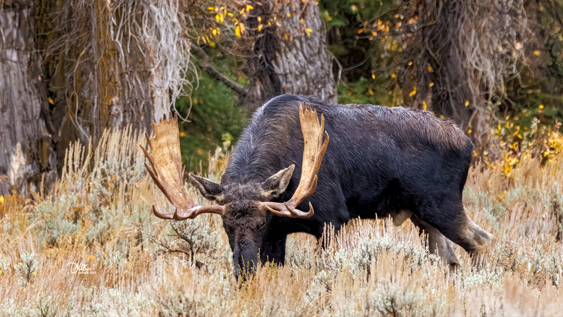 TMAC2024.jpg :: Upscaled with Gigapixel v1.0.2. 3838x2159 => 4989x2806 (1.3x) Model: CGI, denoise: 0.34385530990722657, sharpen: 0.5915021689257812