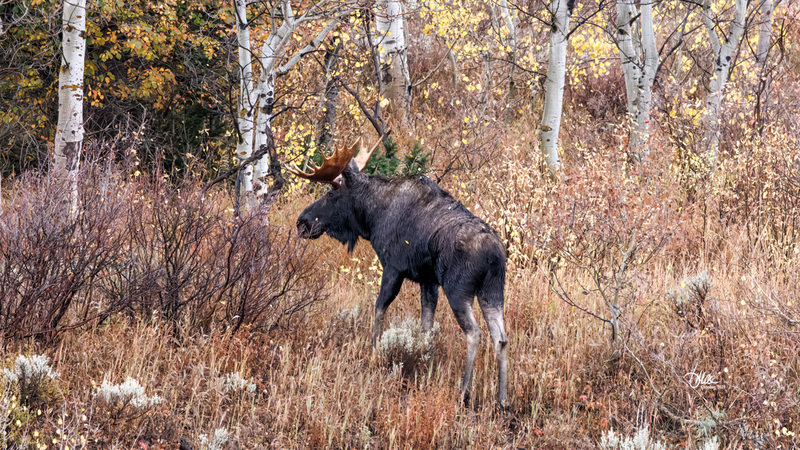 TMAC2061(1).jpg :: Upscaled with Gigapixel v1.0.2. 6550x3684 => 6550x3684 (1x) Model: CGI, denoise: 0.5596756224072266, sharpen: 0.4166974814257813