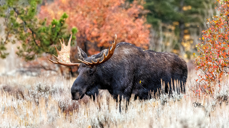 TMAC2078(1).jpg :: Upscaled with Gigapixel v1.0.2. 5679x3194 => 5679x3194 (1x) Model: CGI, denoise: 0.42783968490722657, sharpen: 0.4042463095507813