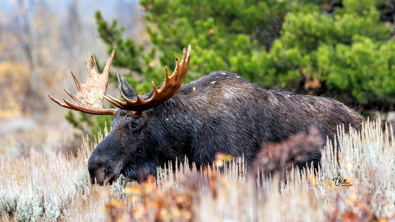 TMAC2083.jpg :: Upscaled with Gigapixel v1.0.2. 4933x2775 => 4933x2775 (1x) Model: CGI, denoise: 0.43589632553222657, sharpen: 0.4054670126757813