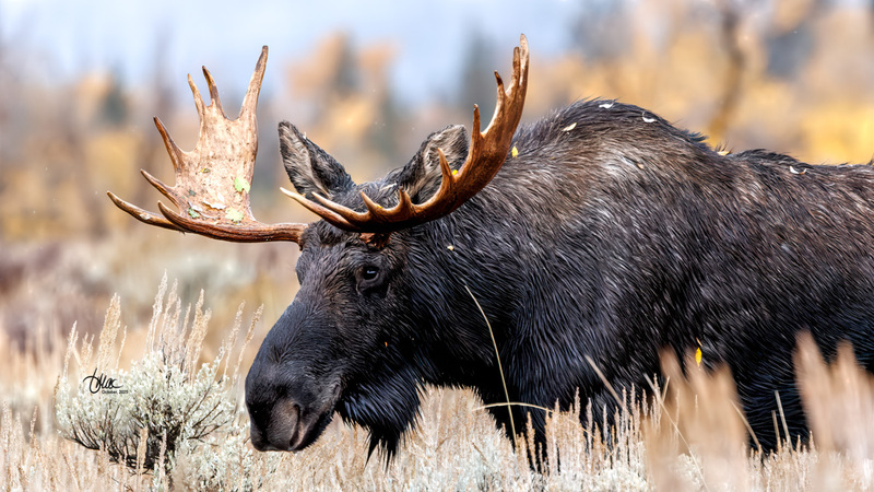 TMAC2098(1).jpg :: Upscaled with Gigapixel v1.0.2. 4229x2379 => 4229x2379 (1x) Model: CGI, denoise: 0.42979280990722657, sharpen: 0.4762677939257813