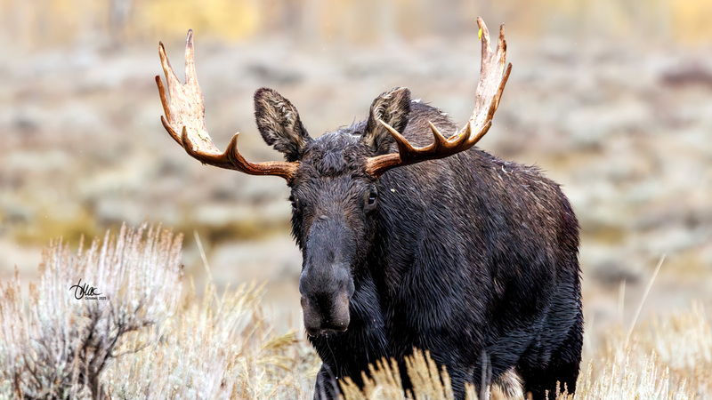 TMAC2166.jpg :: Upscaled with Gigapixel v1.0.2. 4721x2656 => 4721x2656 (1x) Model: CGI, denoise: 0.31651155990722657, sharpen: 0.3520002158007813