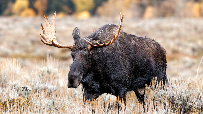 TMAC2177.jpg :: Upscaled with Gigapixel v1.0.2. 6716x3778 => 6716x3778 (1x) Model: CGI, denoise: 0.39243929428222657, sharpen: 0.4428205283007813