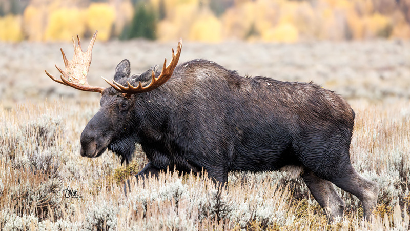 TMAC2186(1).jpg :: Upscaled with Gigapixel v1.0.2. 7716x4340 => 7716x4340 (1x) Model: CGI, denoise: 0.46909945053222657, sharpen: 0.5001935751757812