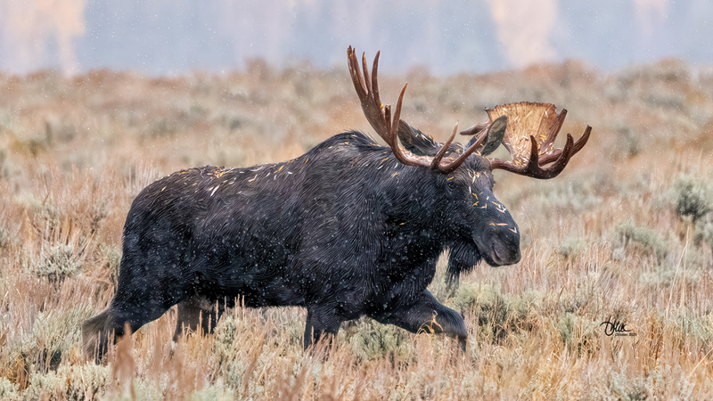 TMAC2316(1).jpg :: Upscaled with Gigapixel v1.0.4. 4878x2744 => 4878x2744 (1x) Model: RecoveryXL, denoise: 1, decompression: 0.01, sharpen: , sharpen: 0.01, sharpen: 2