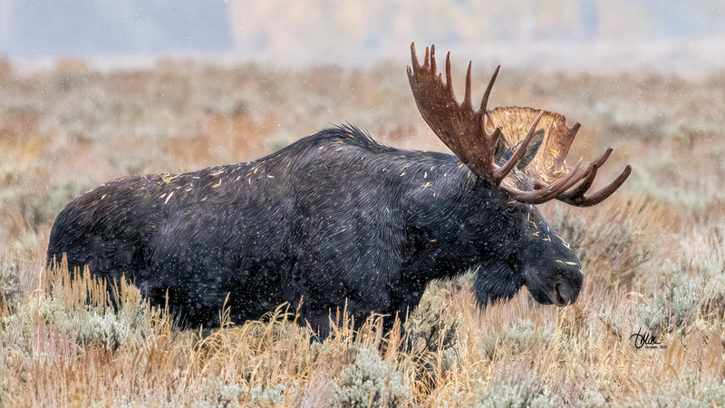 TMAC2325(1).jpg :: Upscaled with Gigapixel v1.0.4. 4596x2585 => 4596x2585 (1x) Model: RecoveryXL, denoise: 1, decompression: 0.01, sharpen: , sharpen: 0.01, sharpen: 2