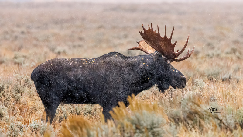 TMAC2336.jpg :: Upscaled with Gigapixel v1.0.4. 6045x3400 => 6045x3400 (1x) Model: RecoveryXL, denoise: 1, decompression: 0.01, sharpen: , sharpen: 0.01, sharpen: 2