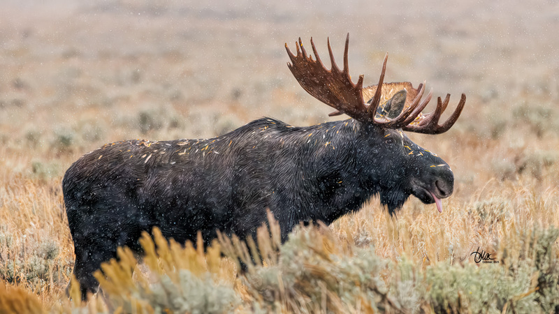 TMAC2343(1).jpg :: Upscaled with Gigapixel v1.0.4. 5346x3007 => 5346x3007 (1x) Model: Standard V2, denoise: 0.42569407591259767, sharpen: 0.4176344600888271, decompression: 0.070523828125