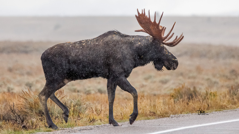 TMAC2353.jpg :: Upscaled with Gigapixel v1.0.4. 7166x4031 => 7166x4031 (1x) Model: RecoveryXL, denoise: 1, decompression: 0.01, sharpen: , sharpen: 0.01, sharpen: 2