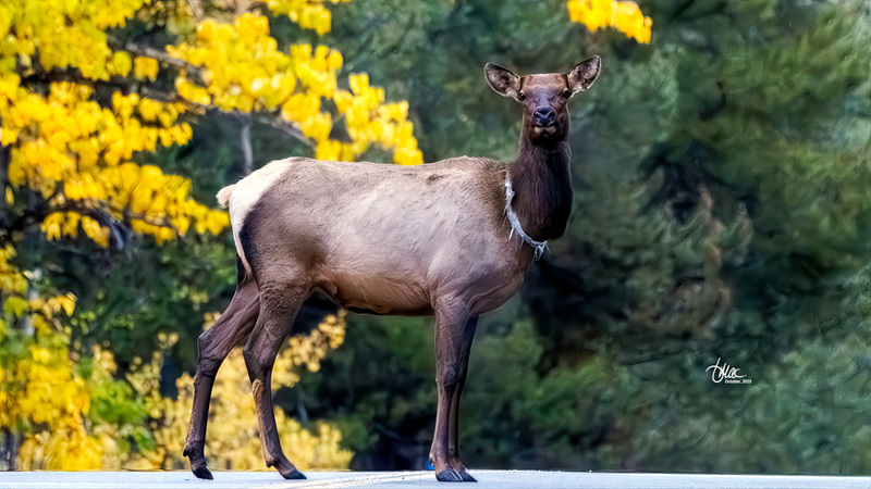 TMAC2369.jpg :: Upscaled with Gigapixel v1.0.4. 3899x2193 => 4678x2631 (1.2x) Model: RecoveryXL, denoise: 1, decompression: 0.01, sharpen: , sharpen: 0.01, sharpen: 2