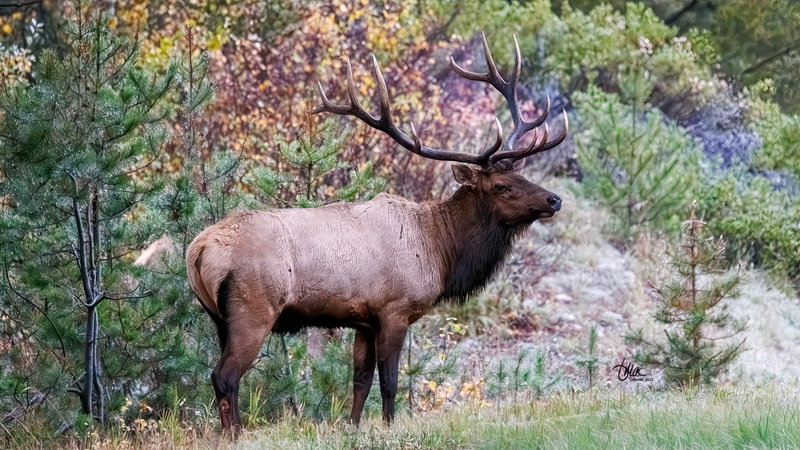 TMAC2380(1).jpg :: Upscaled with Gigapixel v1.0.4. 6219x3498 => 6219x3498 (1x) Model: RecoveryXL, denoise: 1, decompression: 0.01, sharpen: , sharpen: 0.01, sharpen: 2