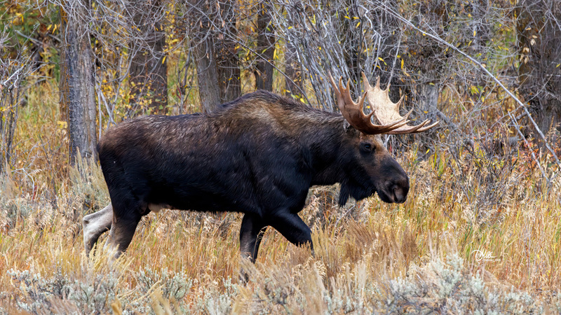 TMAC2475(1).jpg :: Upscaled with Gigapixel v1.0.2. 4960x2790 => 4960x2790 (1x) Model: CGI, denoise: 0.39170687240722657, sharpen: 0.5207013876757812