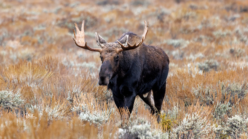 TMAC2478.jpg :: Upscaled with Gigapixel v1.0.2. 4960x2790 => 4960x2790 (1x) Model: CGI, denoise: 0.48228304428222657, sharpen: 0.6237287314257812