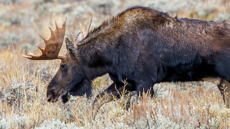 TMAC2489.jpg :: Upscaled with Gigapixel v1.0.2. 6036x3395 => 6036x3395 (1x) Model: CGI, denoise: 0.5196365599072266, sharpen: 0.4127912314257813