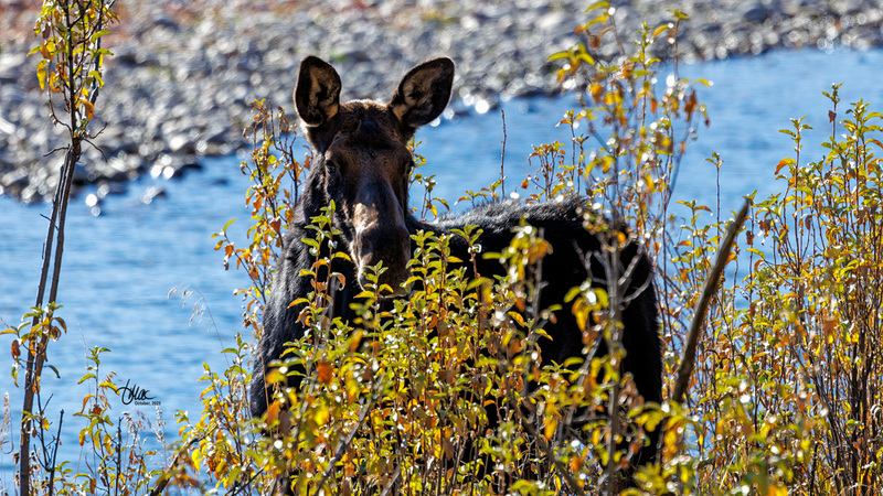 TMAC2571(1).jpg :: Upscaled with Gigapixel v1.0.2. 6292x3539 => 6292x3539 (1x) Model: CGI, denoise: 0.5167068724072266, sharpen: 0.8214826376757812