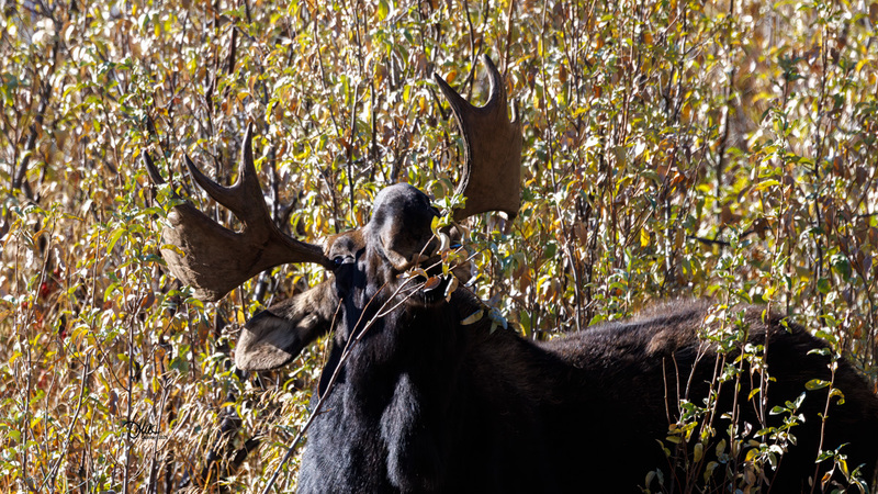 TMAC2594(1).jpg :: Upscaled with Gigapixel v1.0.2. 5205x2928 => 5205x2928 (1x) Model: CGI, denoise: 0.34751741928222657, sharpen: 0.7453107626757812