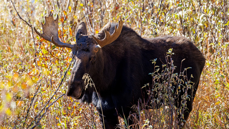 TMAC2599.jpg :: Upscaled with Gigapixel v1.0.2. 6709x3774 => 6709x3774 (1x) Model: CGI, denoise: 0.38267366928222657, sharpen: 0.7448224814257812