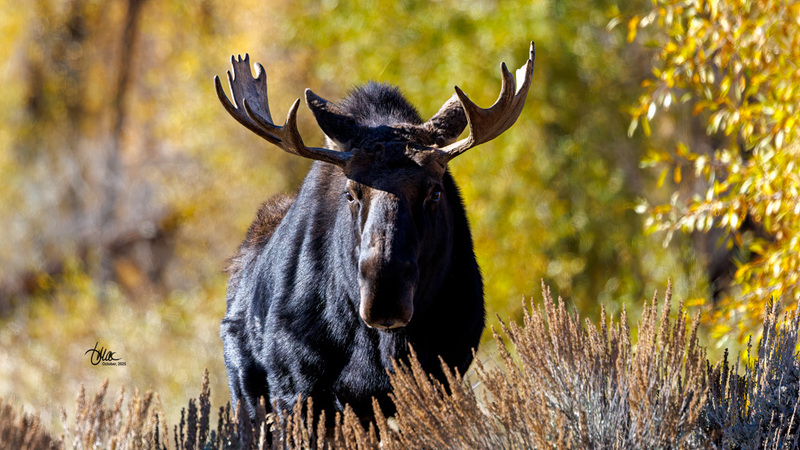 TMAC2619.jpg :: Upscaled with Gigapixel v1.0.2. 6011x3381 => 6011x3381 (1x) Model: CGI, denoise: 0.32481234115722657, sharpen: 0.7833967001757812