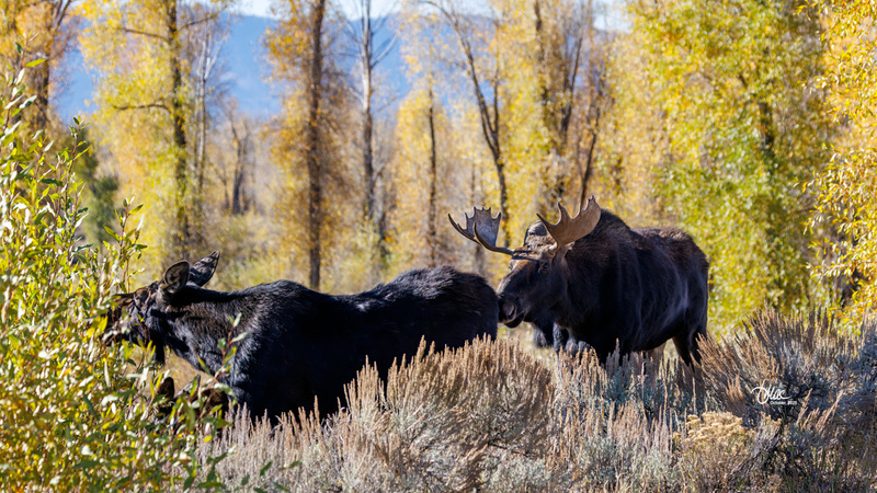 TMAC2635(1).jpg :: Upscaled with Gigapixel v1.0.2. 5961x3353 => 5961x3353 (1x) Model: CGI, denoise: 0.46812288803222657, sharpen: 0.7721662314257812