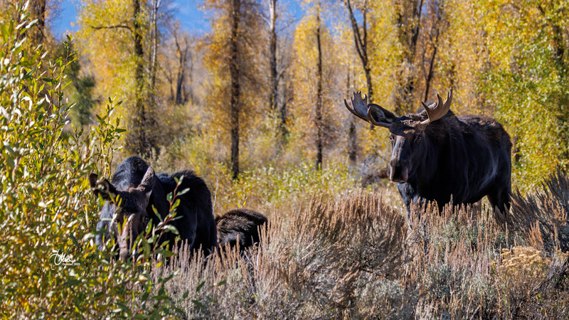 TMAC2649(1).jpg :: Upscaled with Gigapixel v1.0.2. 4824x2714 => 4824x2714 (1x) Model: CGI, denoise: 0.32627718490722657, sharpen: 0.8478498251757812