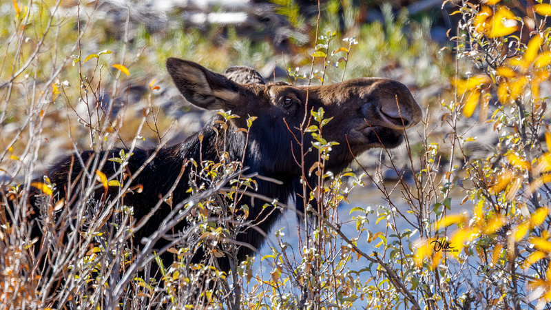 TMAC2750.jpg :: Upscaled with Gigapixel v1.0.2. 4673x2629 => 4673x2629 (1x) Model: CGI, denoise: 0.36949007553222657, sharpen: 0.8375959189257812
