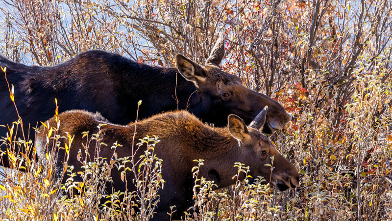 TMAC2894.jpg :: Upscaled with Gigapixel v1.0.2. 5697x3205 => 5697x3205 (1x) Model: CGI, denoise: 0.38877718490722657, sharpen: 0.6769513876757812