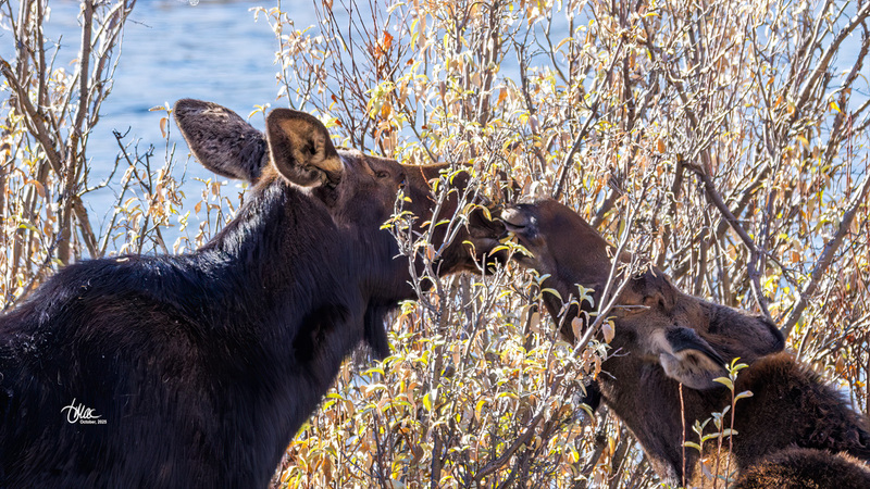 TMAC2934(1).jpg :: Upscaled with Gigapixel v1.0.2. 2846x1601 => 5122x2881 (1.8x) Model: CGI, denoise: 0.37779085678222657, sharpen: 0.7409162314257812
