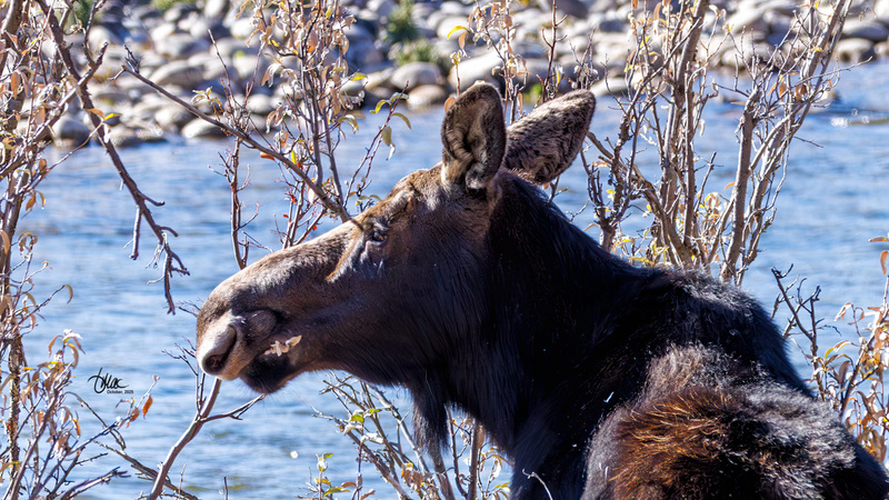 TMAC2964.jpg :: Upscaled with Gigapixel v1.0.2. 2072x1166 => 4144x2332 (2x) Model: CGI, denoise: 0.29258577865722657, sharpen: 0.5338849814257812