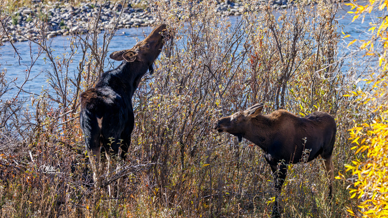 TMAC2966.jpg :: Upscaled with Gigapixel v1.0.2. 6280x3532 => 6280x3532 (1x) Model: CGI, denoise: 0.30381624740722657, sharpen: 0.4020490439257813