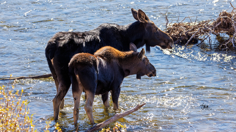 TMAC2983(1).jpg :: Upscaled with Gigapixel v1.0.2. 6394x3597 => 6394x3597 (1x) Model: CGI, denoise: 0.44761507553222657, sharpen: 0.6403302939257812