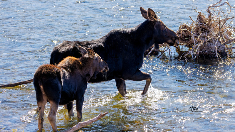 TMAC2985.jpg :: Upscaled with Gigapixel v1.0.2. 6628x3728 => 6628x3728 (1x) Model: CGI, denoise: 0.39463655990722657, sharpen: 0.7570295126757812