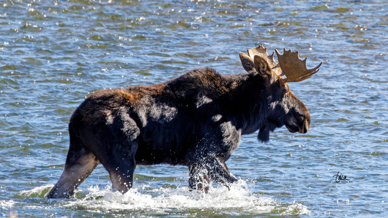 TMAC3040(1).jpg :: Upscaled with Gigapixel v1.0.2. 4488x2525 => 4488x2525 (1x) Model: CGI, denoise: 0.37925570053222657, sharpen: 0.8214826376757812