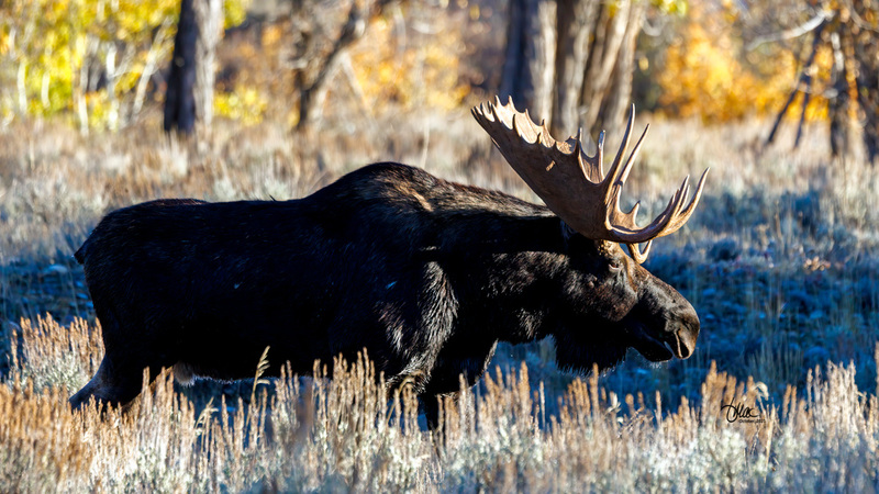 TMAC3110.jpg :: Upscaled with Gigapixel v1.0.2. 5195x2922 => 5195x2922 (1x) Model: CGI, denoise: 0.5240310911572266, sharpen: 0.6505842001757812