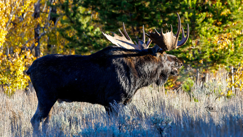 TMAC3129.jpg :: Upscaled with Gigapixel v1.0.2. 5882x3309 => 5882x3309 (1x) Model: CGI, denoise: 0.6531814817822266, sharpen: 0.6110334189257812