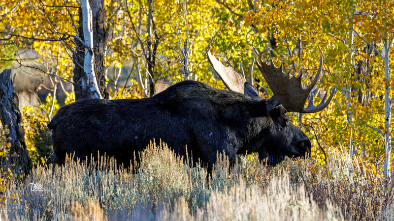 TMAC3138(1).jpg :: Upscaled with Gigapixel v1.0.2. 5278x2969 => 5278x2969 (1x) Model: CGI, denoise: 0.5547928099072266, sharpen: 0.7418927939257812