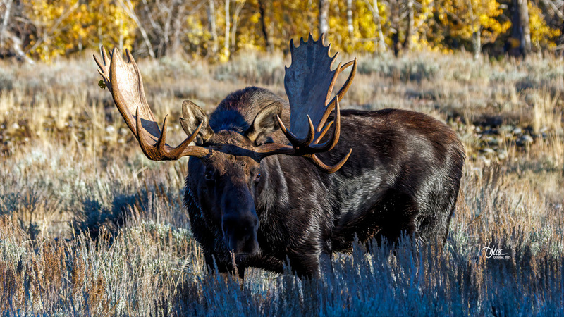 TMAC3144(1).jpg :: Upscaled with Gigapixel v1.0.2. 3475x1955 => 4517x2541 (1.3x) Model: CGI, denoise: 0.34141390365722657, sharpen: 0.4145002158007813