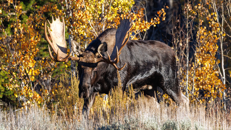 TMAC3166.jpg :: Upscaled with Gigapixel v1.0.2. 3476x1955 => 4518x2541 (1.3x) Model: CGI, denoise: 0.39463655990722657, sharpen: 0.6393537314257812