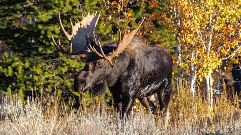 TMAC3173.jpg :: Upscaled with Gigapixel v1.0.2. 3699x2081 => 4808x2705 (1.3x) Model: CGI, denoise: 0.42954866928222657, sharpen: 0.6491193564257812